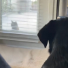 Illustration : Un Labrador tombe instantan&eacute;ment amoureux d&rsquo;une chatte errante et tente chaque jour de devenir son ami en lui offrant ses jouets (vid&eacute;o)