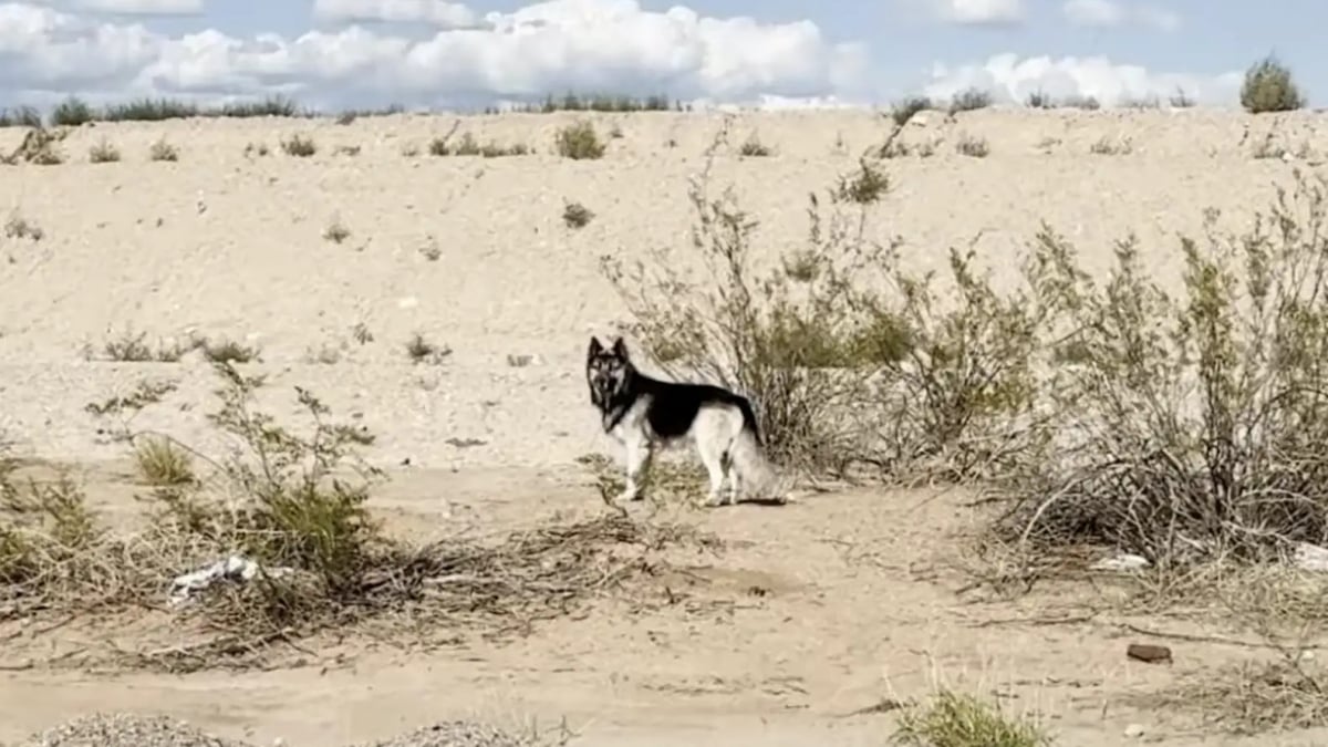 Illustration : "« Il avait l’air si dévasté », un chien errant depuis l’expulsion de sa famille trouve une aide secourable dans le désert (vidéo)"