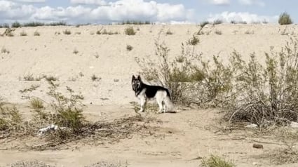 Illustration : &laquo; Il avait l&rsquo;air si d&eacute;vast&eacute; &raquo;, un chien errant depuis l&rsquo;expulsion de sa famille trouve une aide secourable dans le d&eacute;sert (vid&eacute;o)