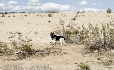 « Il avait l’air si dévasté », un chien errant depuis l’expulsion de sa famille trouve une aide secourable dans le désert (vidéo)