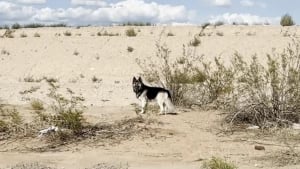 Illustration : "« Il avait l’air si dévasté », un chien errant depuis l’expulsion de sa famille trouve une aide secourable dans le désert (vidéo)"
