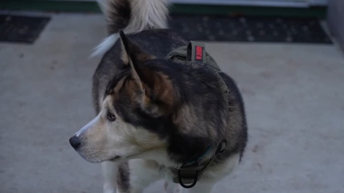 Illustration : "La promenade d'un chien se transforme en course contre la montre pour le sauver après avoir avalé une serviette imprégnée de drogue"