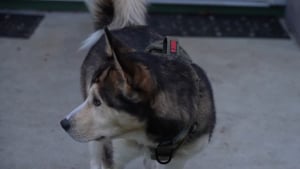 Illustration : La promenade d'un chien se transforme en course contre la montre pour le sauver apr&egrave;s avoir aval&eacute; une serviette impr&eacute;gn&eacute;e de drogue