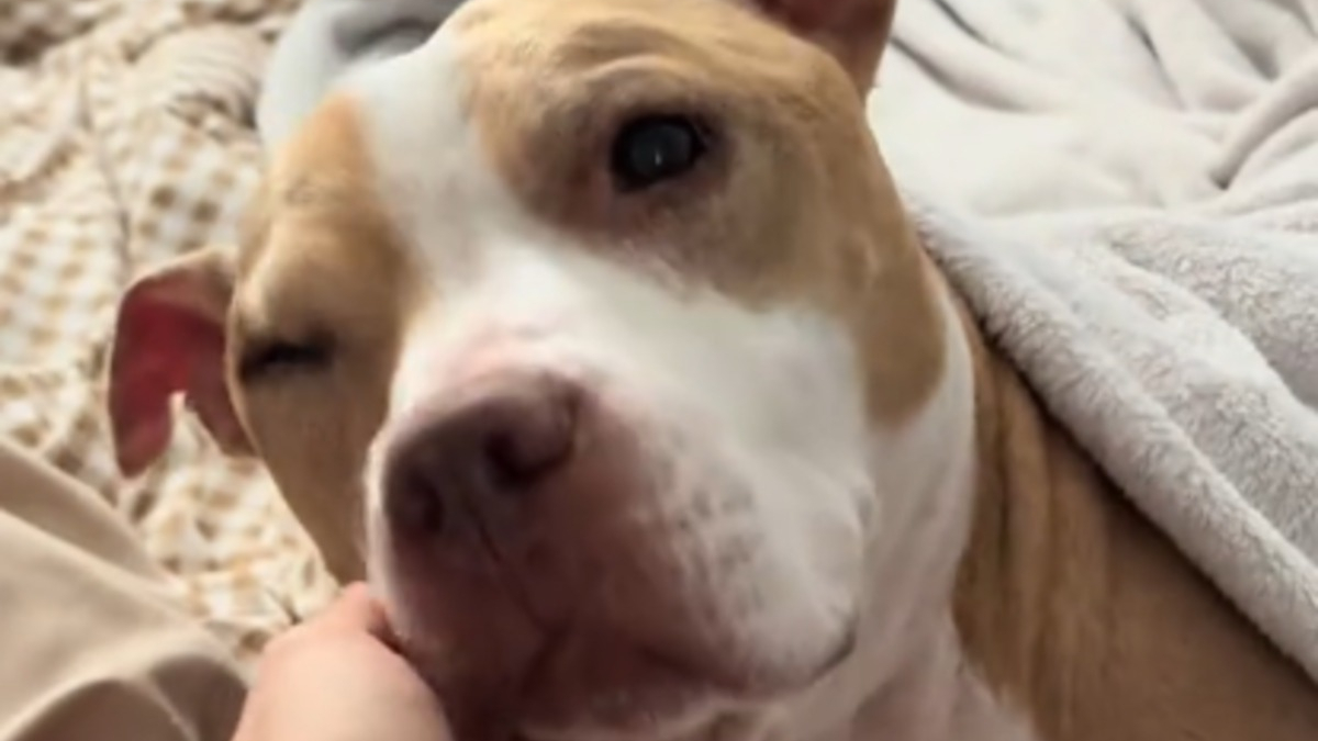 Illustration : "La grasse matinée inhabituelle de ce chien inquiète sa maîtresse rentrée précipitamment du travail pour vérifier son état, mais cache une histoire poignante (vidéo)"