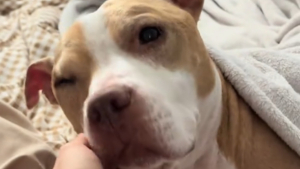 Illustration : La grasse matinée inhabituelle de ce chien inquiète sa maîtresse rentrée précipitamment du travail pour vérifier son état, mais cache une histoire poignante (vidéo)