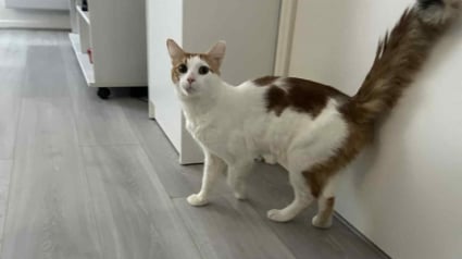 Illustration : &laquo; Sa propri&eacute;taire a d&eacute;cid&eacute; de se d&eacute;barrasser de lui &raquo;, Hagrid, le chat abandonn&eacute;, compte sur vous pour trouver une famille aimante