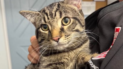 Illustration : Un chat abandonn&eacute; avec une note d&rsquo;excuse attendait patiemment qu&rsquo;une &acirc;me bienveillante lui tende la main