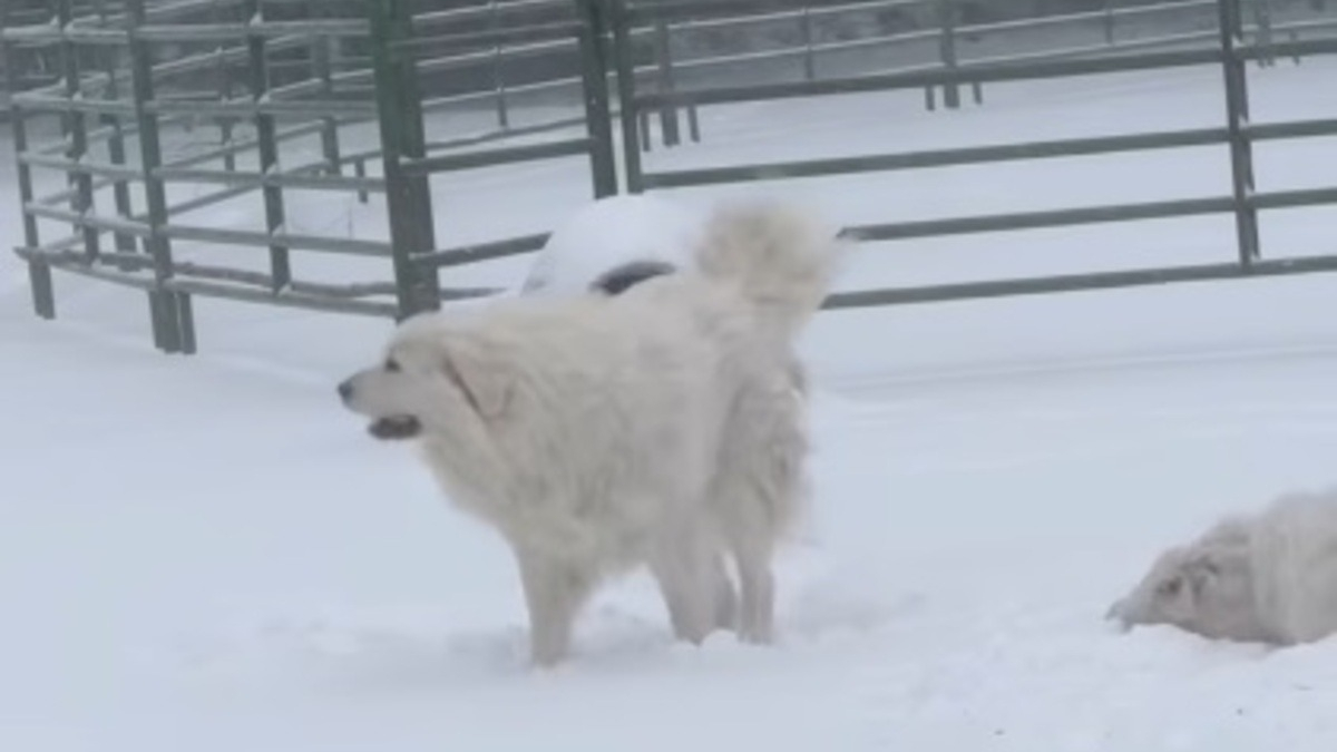 Illustration : "En plein blizzard, ces imposants Patous laissent tomber leur rôle de gardiens et redeviennent des chiots (vidéo)"