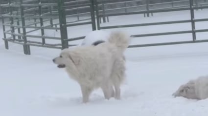 Illustration : En plein blizzard, ces imposants Patous laissent tomber leur r&ocirc;le de gardiens et redeviennent des chiots (vid&eacute;o)