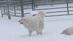 Illustration : En plein blizzard, ces imposants Patous laissent tomber leur rôle de gardiens et redeviennent des chiots (vidéo)