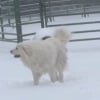 Illustration : En plein blizzard, ces imposants Patous laissent tomber leur r&ocirc;le de gardiens et redeviennent des chiots (vid&eacute;o)