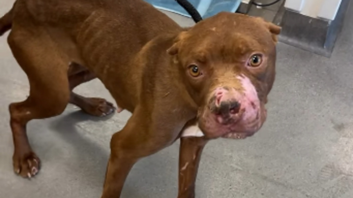 Illustration : "Utilisée pour l'entraînement de chiens au combat, cette chienne couverte de blessures continue de remuer la queue et d'avoir confiance en l'humain"