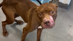 Illustration : Utilisée pour l'entraînement de chiens au combat, cette chienne couverte de blessures continue de remuer la queue et d'avoir confiance en l'humain