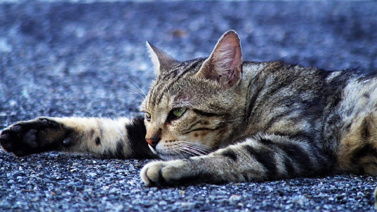 Illustration : "Pris en charge en tant que chat errant affaibli, sa puce révèle une histoire insoupçonnée pour des retrouvailles inespérées"