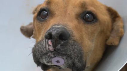 Illustration : Condamn&eacute;e par ses blessures au visage, cette chienne a eu la vie sauve gr&acirc;ce &agrave; l'ouverture inesp&eacute;r&eacute;e d'une clinique au sein du refuge