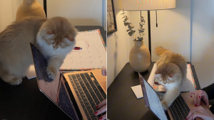 Illustration : « Quel petit coquin ! », la propriétaire d’un chat espiègle prouve que télétravailler avec un félin demande souvent beaucoup de patience (vidéo)
