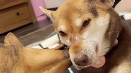 Illustration : Apr&egrave;s avoir &eacute;chapp&eacute; &agrave; l&rsquo;horreur du commerce de viande, cette chienne se laisse tendrement r&eacute;conforter par sa s&oelig;ur adoptive (vid&eacute;o)