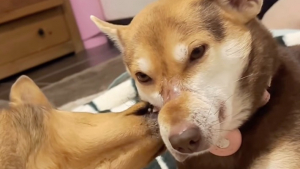 Illustration : Après avoir échappé à l’horreur du commerce de viande, cette chienne se laisse tendrement réconforter par sa sœur adoptive (vidéo)