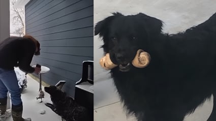 Illustration : Introuvable depuis un accident, ce chien en fugue baisse enfin la garde en reconnaissant une voix famili&egrave;re sur le t&eacute;l&eacute;phone d'un bon samaritain