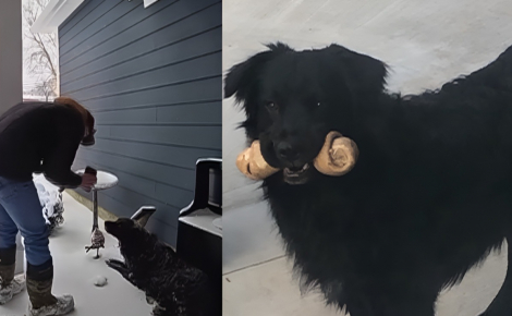 Introuvable depuis un accident, ce chien en fugue baisse enfin la garde en reconnaissant une voix familière sur le téléphone d'un bon samaritain