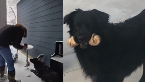 Illustration : Introuvable depuis un accident, ce chien en fugue baisse enfin la garde en reconnaissant une voix familière sur le téléphone d'un bon samaritain