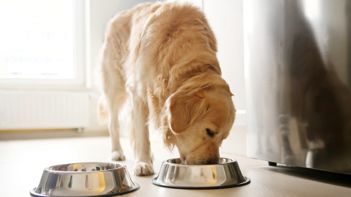 Illustration : "Valyn, la nouvelle marque de croquettes pour chiens qui intègre un QR code pour savoir avec précision ce que vous donnez à votre compagnon"