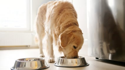 Illustration : Valyn, la nouvelle marque de croquettes pour chiens qui int&egrave;gre un QR code pour savoir avec pr&eacute;cision ce que vous donnez &agrave; votre compagnon