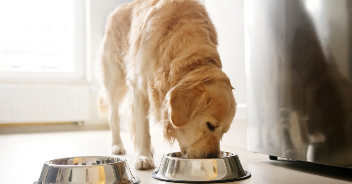 Croquettes pour chiens : un QR code pour tout savoir de l’alimentation