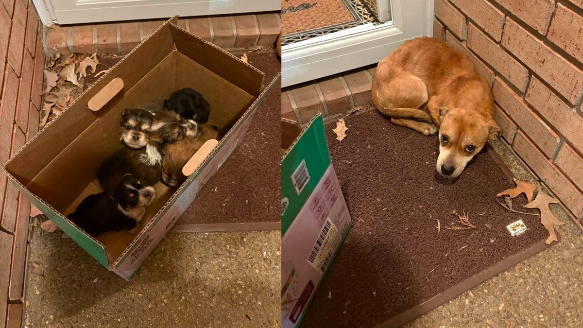 Illustration : "Une dame âgée ouvre sa porte en pleine vague de froid et découvre une chienne abandonnée avec ses 5 chiots"