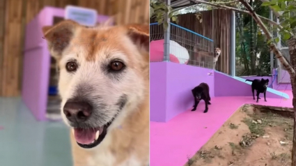 Illustration : Passant de la rue au paradis, ces chiens s&eacute;niors d&eacute;couvrent leur incroyable "Disneyland" inaugur&eacute; sp&eacute;cialement pour eux (vid&eacute;o)