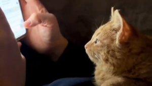 Illustration : Ce chat captivé par le téléphone de son accueillant ne se doute pas que ce qu'il y écrit va changer sa vie (vidéo)