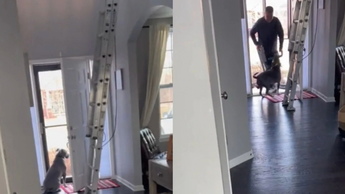 Illustration : "Chaque jour, ce chien guette à la porte l’arrivée de son meilleur ami, un ouvrier venu repeindre la maison (vidéo)"