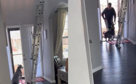 Chaque jour, ce chien guette à la porte l’arrivée de son meilleur ami, un ouvrier venu repeindre la maison (vidéo)