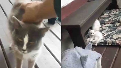 Illustration : Un homme g&eacute;n&eacute;reux d&eacute;couvre une chatte affam&eacute;e sous son porche et a vite compris qu'elle n'&eacute;tait pas venue seule mais cachait toute sa famille