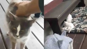 Illustration : Un homme g&eacute;n&eacute;reux d&eacute;couvre une chatte affam&eacute;e sous son porche et a vite compris qu'elle n'&eacute;tait pas venue seule mais cachait toute sa famille