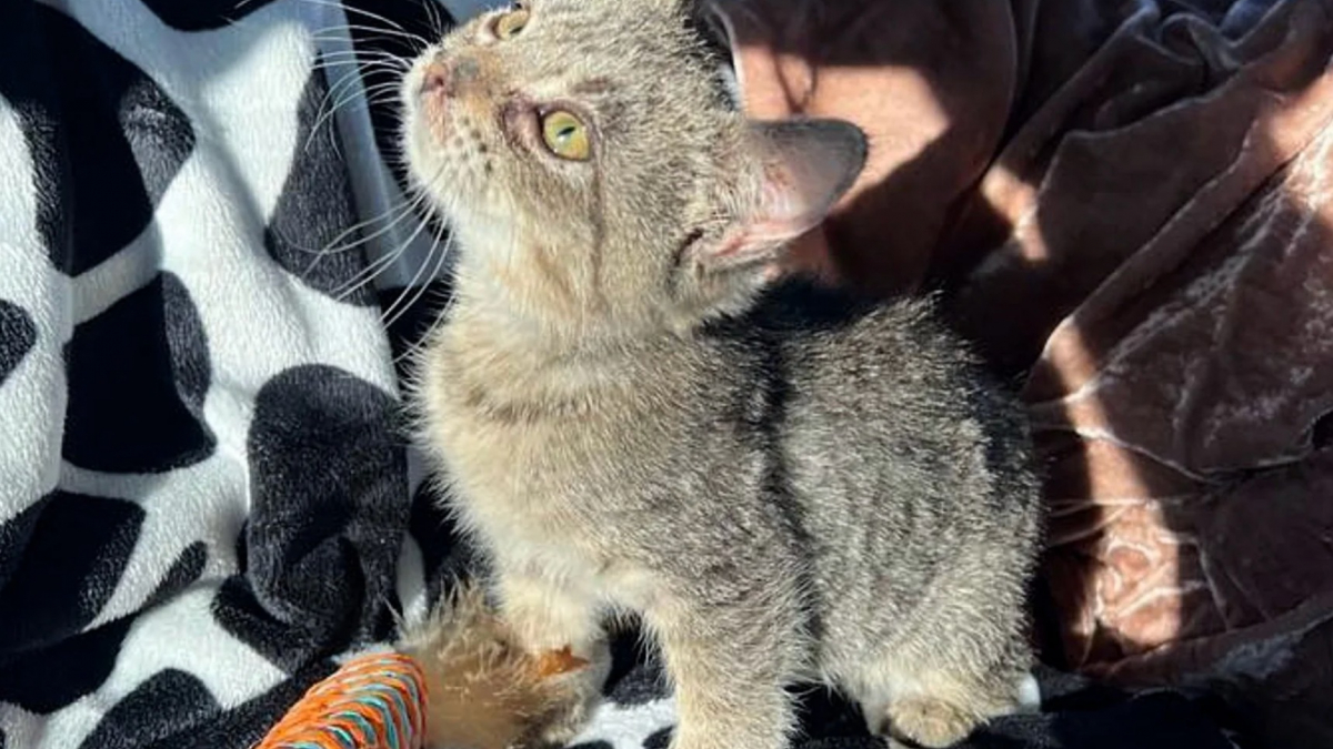 Illustration : "Trouvé seul dans la rue, ce chaton de 500 grammes restera anormalement petit une fois adulte sans que cela freine son bonheur"