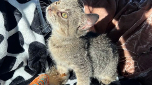 Illustration : Trouvé seul dans la rue, ce chaton de 500 grammes restera anormalement petit une fois adulte sans que cela freine son bonheur