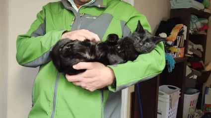 Illustration : Connu et aim&eacute; de ses voisins, ce chat au grand c&oelig;ur m&egrave;ne une vie bien plus riche que son adoptante ne l&rsquo;imaginait