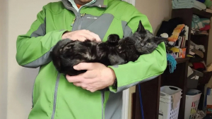 Illustration : Connu et aimé de ses voisins, ce chat au grand cœur mène une vie bien plus riche que son adoptante ne l’imaginait