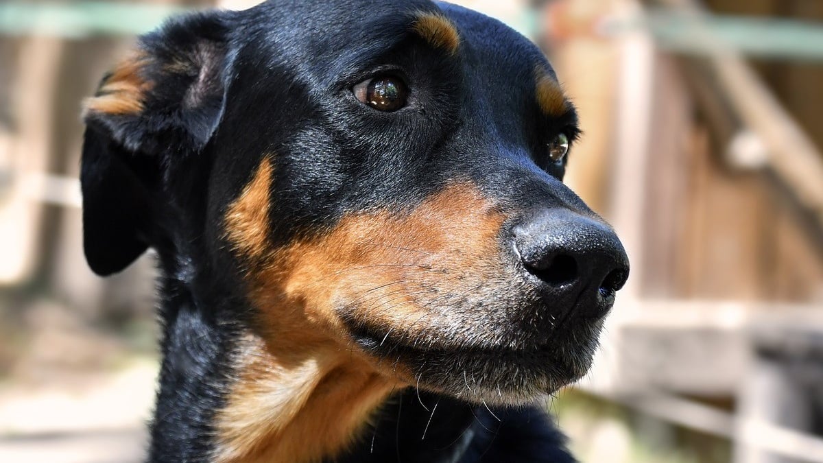 Illustration : "Les gendarmes retournent dans cet appartement de l'Oise six mois après une saisie record et découvrent avec colère de nouvelles victimes encagées"