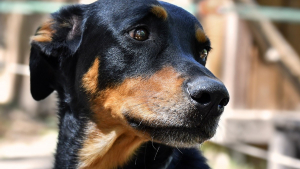 Illustration : Les gendarmes retournent dans cet appartement de l'Oise six mois apr&egrave;s une saisie record et d&eacute;couvrent avec col&egrave;re de nouvelles victimes encag&eacute;es