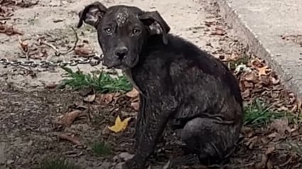 Illustration : Encha&icirc;n&eacute; dehors en permanence, priv&eacute; de soins et d'amour, ce chiot retrouve la joie de vivre gr&acirc;ce &agrave; des personnes au grand coeur (vid&eacute;o)