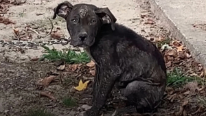 Illustration : Enchaîné dehors en permanence, privé de soins et d'amour, ce chiot retrouve la joie de vivre grâce à des personnes au grand coeur (vidéo)