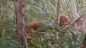 Illustration : "« Il m'a sauvée », un Golden Retriever affamé trouvé seul dans la montagne renoue avec le bonheur et change la vie de sa maîtresse (vidéo)"