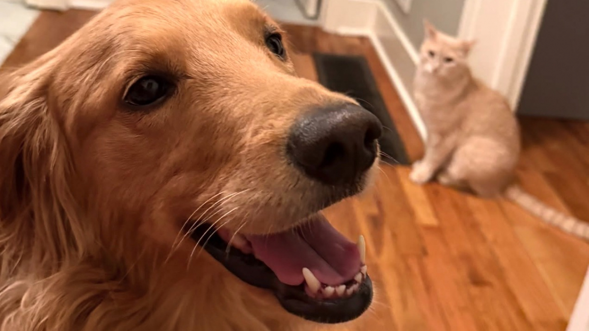 Illustration : "« Le passe-temps préféré » de ce chien est de faire tourner le chat de la famille en bourrique (vidéo)"