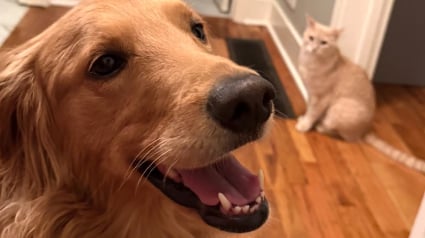 Illustration : &laquo; Le passe-temps pr&eacute;f&eacute;r&eacute; &raquo; de ce chien est de faire tourner le chat de la famille en bourrique (vid&eacute;o)