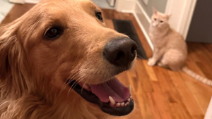 Illustration : « Le passe-temps préféré » de ce chien est de faire tourner le chat de la famille en bourrique (vidéo)