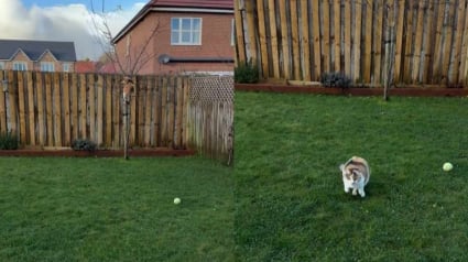 Illustration : De victime du commerce de viande &agrave; acrobate intr&eacute;pide, cette chatte &agrave; 3 pattes d&eacute;fie la gravit&eacute; dans les arbres (vid&eacute;o)