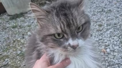 Illustration : Nourri depuis des mois &agrave; des dizaines de kilom&egrave;tres de chez lui, ce chat r&eacute;v&egrave;le un tatouage et une histoire vieille de 8 ans