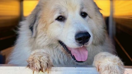 Illustration : 3 mois apr&egrave;s la disparition de leur chien, ils parcourent 700 kilom&egrave;tres pour rencontrer un autre Patou c&eacute;d&eacute; au refuge par sa famille